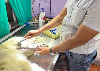 Dr-tiwari-pet-clinic-Veterinary-hospitals-Jodhpur-Rajasthan-2