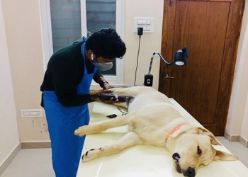 Dr-vet-Veterinary-hospitals-Venkatagiri-nellore-Andhra-pradesh-2