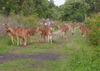 Dumna-nature-reserve-park-Public-parks-Jabalpur-Madhya-pradesh-3