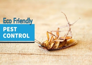 Eco-friendly-pest-control-Pest-control-services-Kharadi-pune-Maharashtra-2
