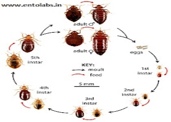 Entolabs-pest-control-services-Pest-control-services-Pallavaram-chennai-Tamil-nadu-2