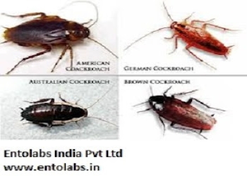 Entolabs-pest-control-services-Pest-control-services-Perambur-chennai-Tamil-nadu-2