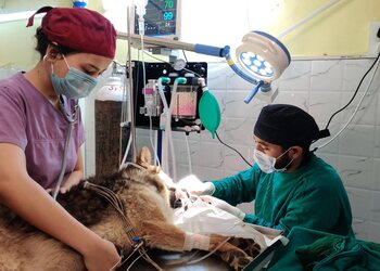 Eva-vets-Veterinary-hospitals-Dehradun-Uttarakhand-3