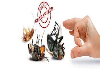 Global-pest-control-organisation-Pest-control-services-Jammu-Jammu-and-kashmir-2