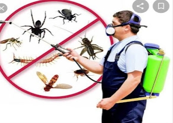 Go-insecto-pest-control-solutions-Pest-control-services-Gurugram-Haryana-2