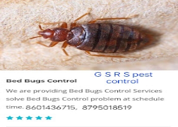 Gsrs-pest-control-Pest-control-services-Lucknow-Uttar-pradesh-2