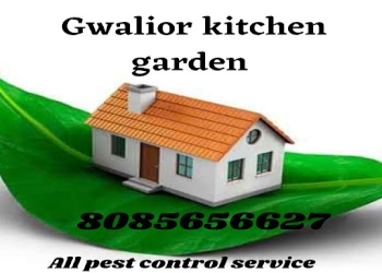 Gwalior-pest-control-solutions-Pest-control-services-Gwalior-Madhya-pradesh-1