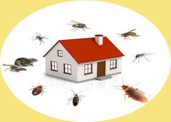 Gwalior-pest-control-solutions-Pest-control-services-Gwalior-Madhya-pradesh-2