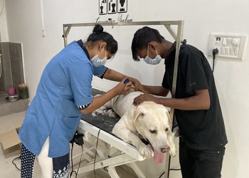 Happy-pets-vet-clinic-Veterinary-hospitals-Varachha-surat-Gujarat-2