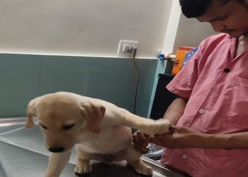 Indira-pets-clinic-care-center-Veterinary-hospitals-Mira-bhayandar-Maharashtra-2