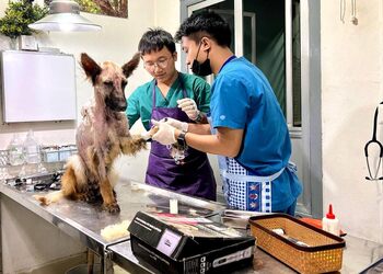 Jb-paws-Veterinary-hospitals-Aizawl-Mizoram-2