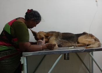 Jp-pet-speciality-hospital-Veterinary-hospitals-Chennai-Tamil-nadu-3
