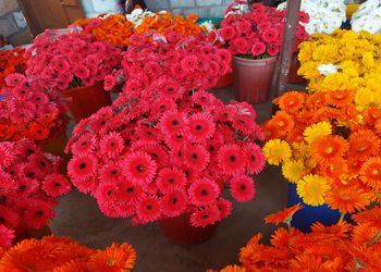 Kbn-flora-Flower-shops-Warangal-Telangana-1