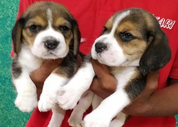 Beagle dog shop outlet near me