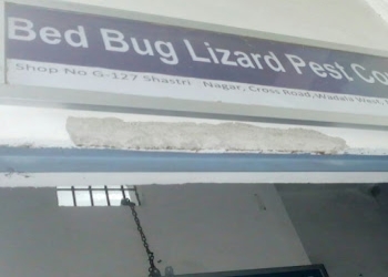 Lizard-pest-control-solutions-Pest-control-services-Wadala-mumbai-Maharashtra-1