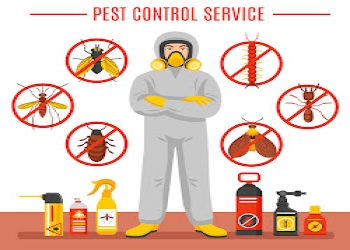 Majhola-pest-control-solutions-Pest-control-services-Civil-lines-moradabad-Uttar-pradesh-2