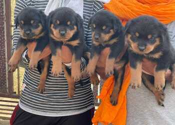 Mister-dog-pet-shop-Pet-stores-Tonk-Rajasthan-3