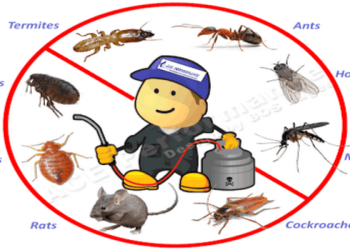 National-pest-control-services-Pest-control-services-Model-town-karnal-Haryana-1