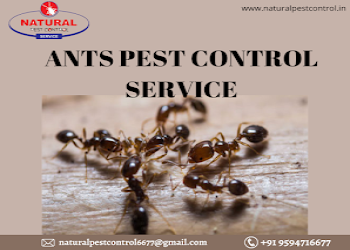 Natural-pest-control-service-Pest-control-services-Padgha-bhiwandi-Maharashtra-2