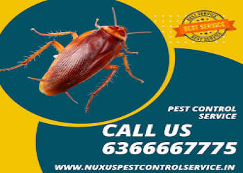 Nuxus-pest-control-services-Pest-control-services-Kalyan-nagar-bangalore-Karnataka-2