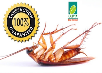 Olivia-pest-control-services-Pest-control-services-Vishrantwadi-pune-Maharashtra-1