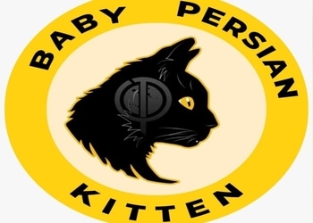Persian-kitten-Pet-stores-Aligarh-Uttar-pradesh-1