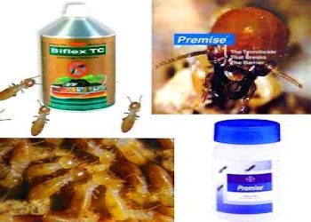 Pest-control-services-Pest-control-services-Sector-31-gurugram-Haryana-2