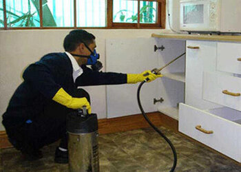 Pest-exterminators-Pest-control-services-Ballupur-dehradun-Uttarakhand-3
