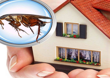 Pest-perfect-control-Pest-control-services-Ernakulam-junction-kochi-Kerala-1