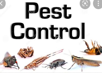 Pestron-services-private-limited-Pest-control-services-Lucknow-Uttar-pradesh-2