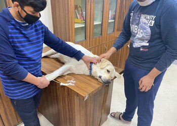 Pet-care-and-cure-Veterinary-hospitals-Dugri-ludhiana-Punjab-2