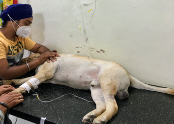 Pet-focus-animal-clinic-Veterinary-hospitals-Jammu-Jammu-and-kashmir-2