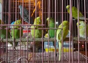 Pet-market-Pet-stores-Bhopal-Madhya-pradesh-2