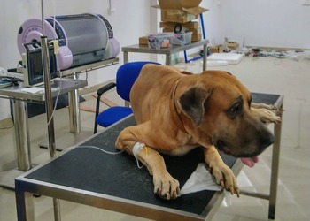 Pet-trust-Veterinary-hospitals-Kochi-Kerala-3