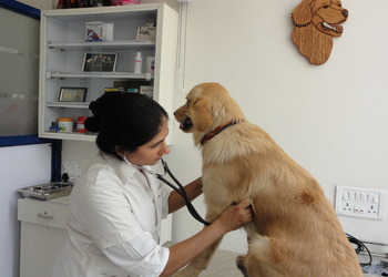 Petcetera-small-animal-clinic-Veterinary-hospitals-Camp-pune-Maharashtra-2