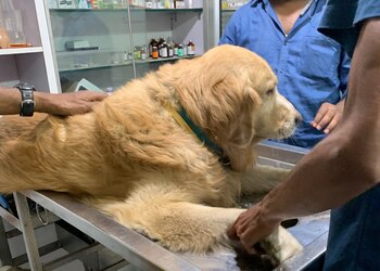 Pets-clinic-Veterinary-hospitals-Shahupuri-kolhapur-Maharashtra-2