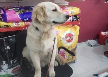 Pets-corner-Pet-stores-Bhavnagar-Gujarat-3