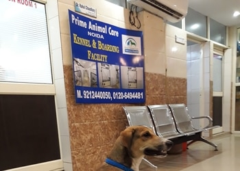 Prime-animal-care-Veterinary-hospitals-Noida-Uttar-pradesh-1
