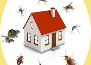 Pune-pest-control-solutions-Pest-control-services-Old-pune-Maharashtra-2