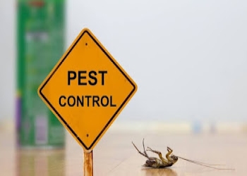 Quantum-pest-control-Pest-control-services-Chinhat-lucknow-Uttar-pradesh-2