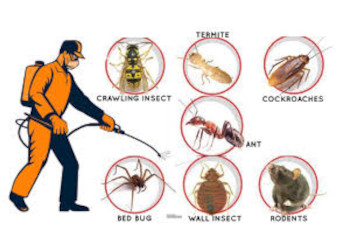 Ravi-pest-control-services-Pest-control-services-Rajeev-nagar-ujjain-Madhya-pradesh-1