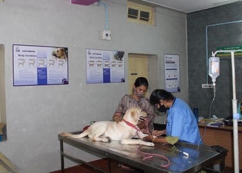 S-v-pet-hospital-Veterinary-hospitals-Tirupati-Andhra-pradesh-2