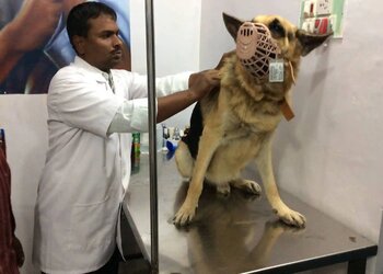 Saint-john-veterinary-clinic-Veterinary-hospitals-Bellary-Karnataka-2