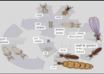 Saurav-pest-control-Pest-control-services-Danapur-patna-Bihar-2