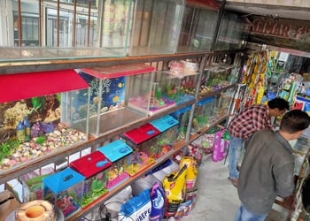 Shalimar-fish-aquarium-pet-shop-Pet-stores-Ghaziabad-Uttar-pradesh-3