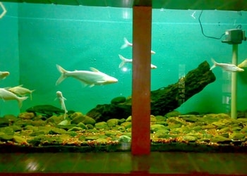 Shark-fin-aquarium-Pet-stores-Asansol-West-bengal-2