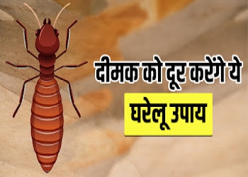 Shreyansh-pest-control-Pest-control-services-Madan-mahal-jabalpur-Madhya-pradesh-2