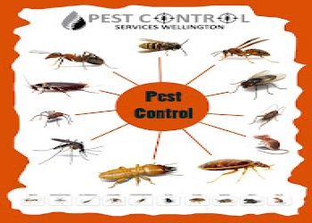 Shri-ram-pest-control-Pest-control-services-Madan-mahal-jabalpur-Madhya-pradesh-1