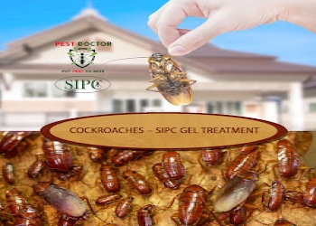 Sipc-Pest-control-services-Kalyan-nagar-bangalore-Karnataka-2