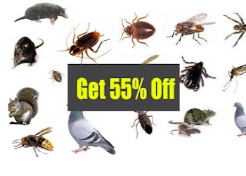 Spider-organic-pest-control-pune-Pest-control-services-Viman-nagar-pune-Maharashtra-1